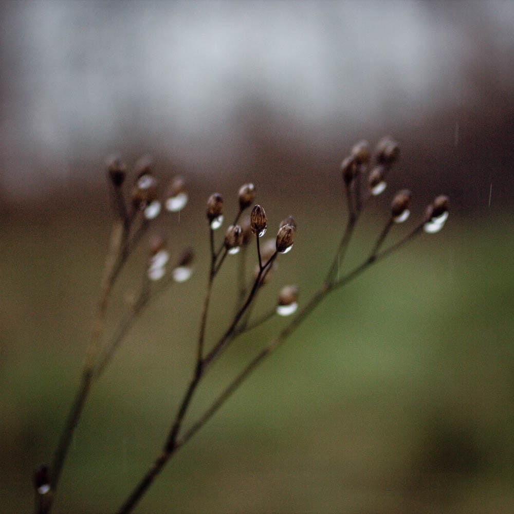 nipplewort in rain