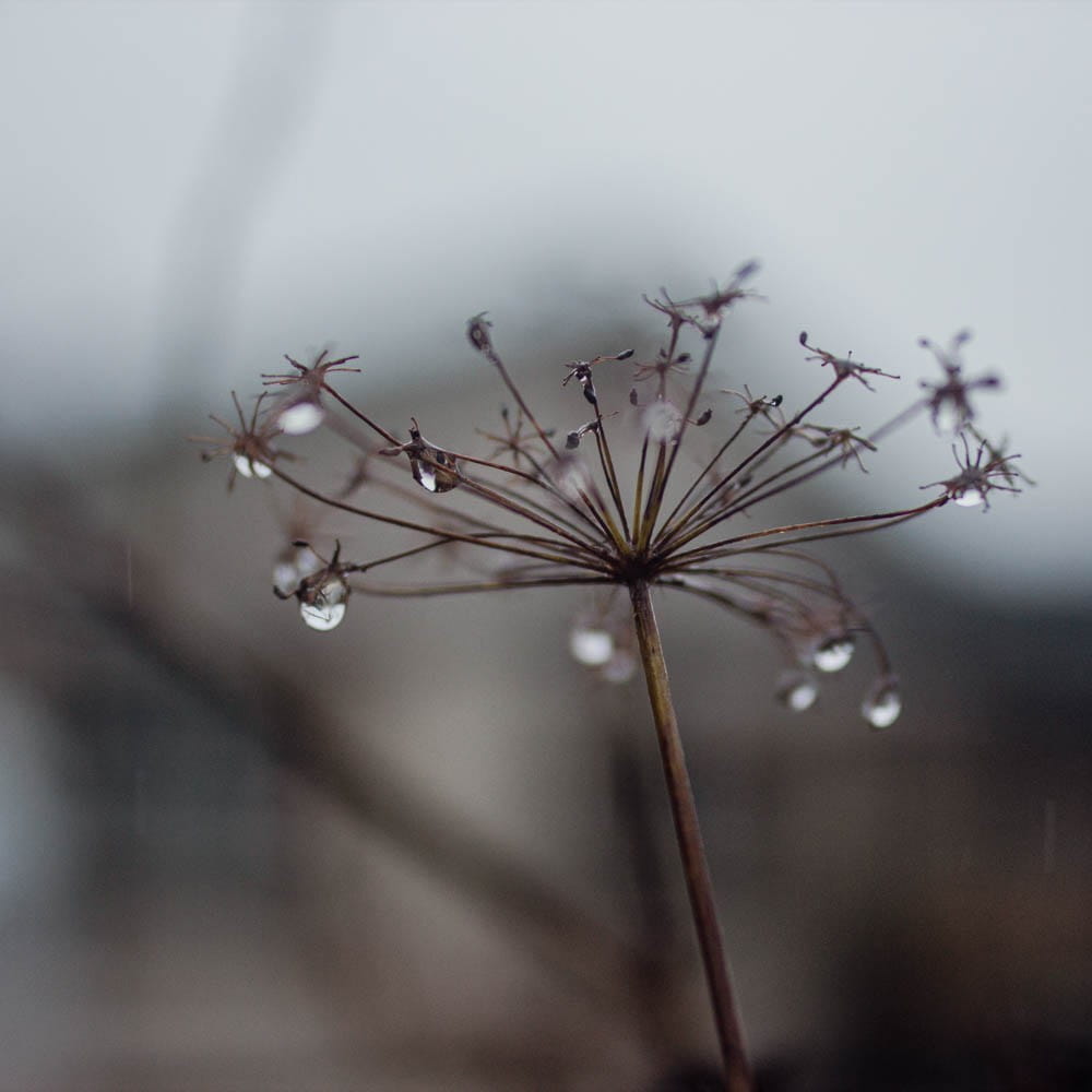 Fennel in rain