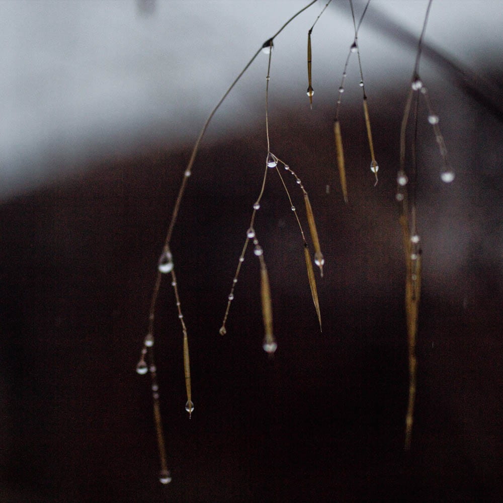 stipa stems in rain