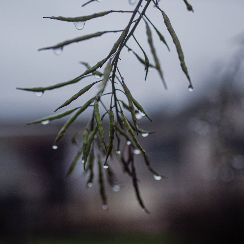 kale seed pods in rain