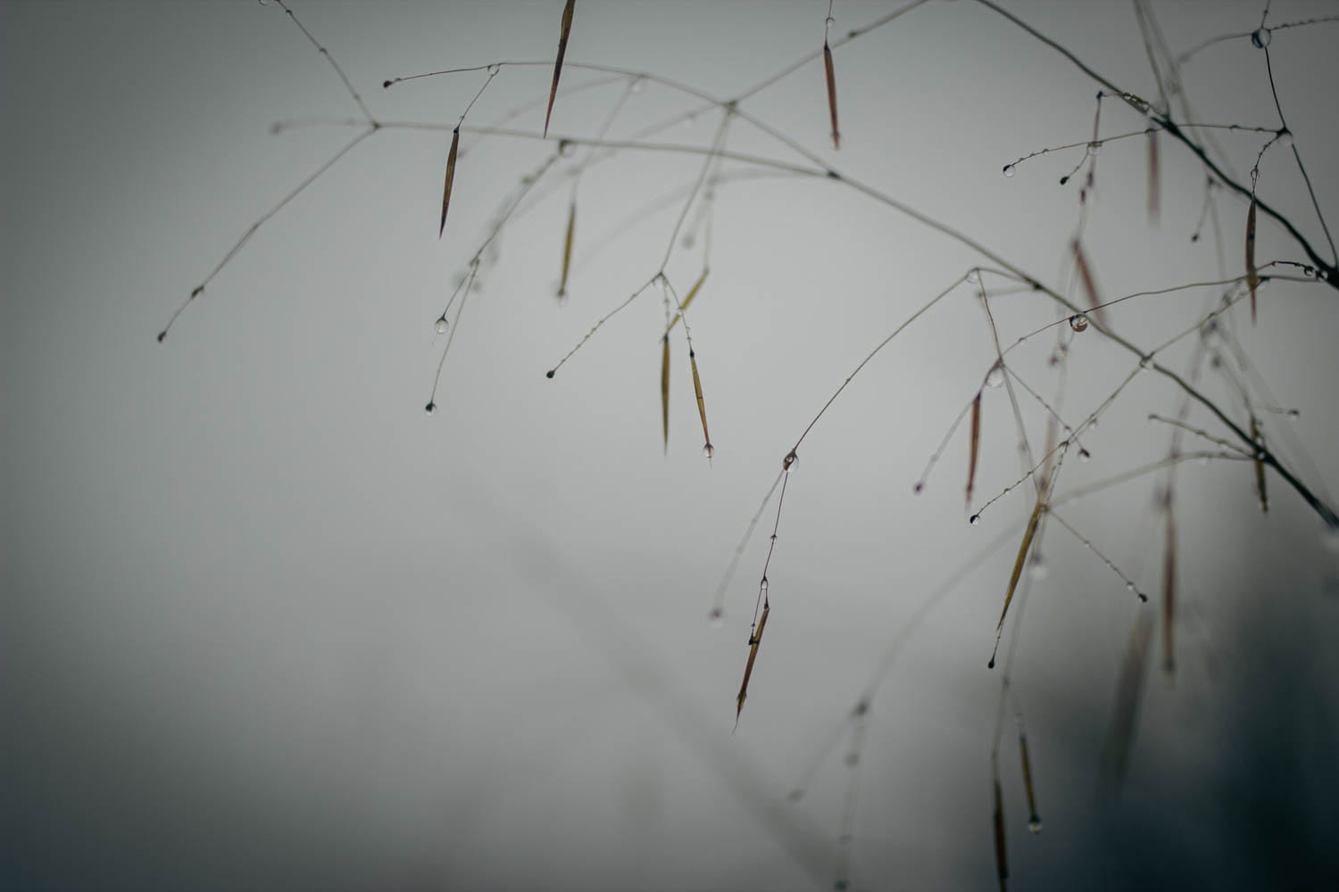 stipa gigantea in rain