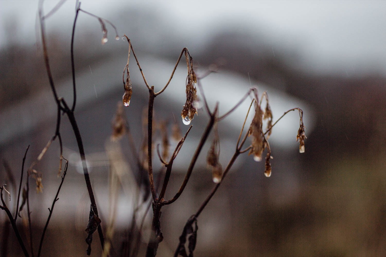 stems in studio meadow