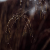 stipa in rain