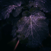 Purple kale in rain