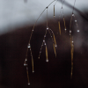 stipa stems in rain