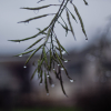 kale seed pods in rain