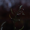 kale pods in rain