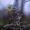 Russian red kale in rain