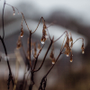 stems in studio meadow