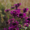 Monarda Scorpion
