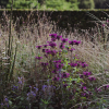 Monarda 'Scorpion' at Scampston Hall