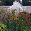 Heleniums at Scampston Garden