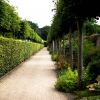 You begin the garden tour with a long border of unusual plants under pleached limes