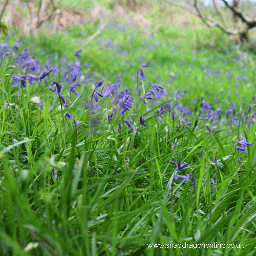 bluebell wood
