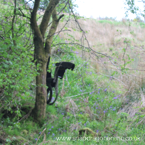 bluebell wood