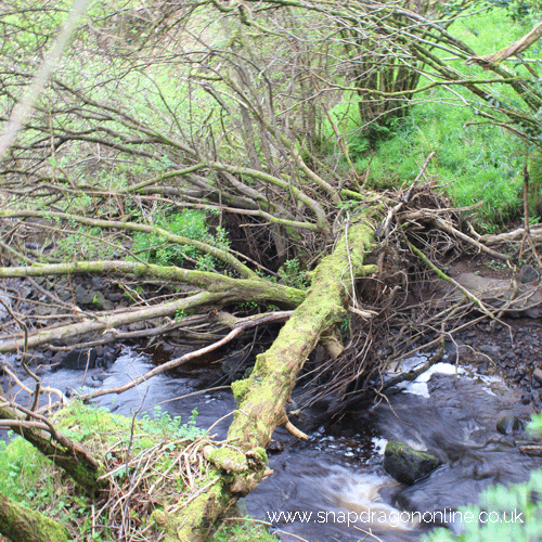 bluebell wood