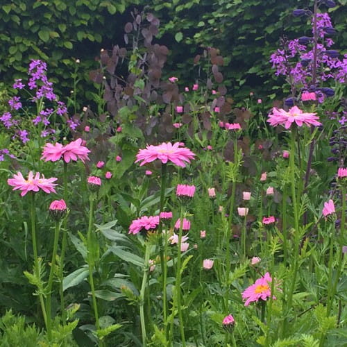 daisies growing at Snapdragon Online