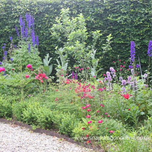 Front garden in June Snapdragon