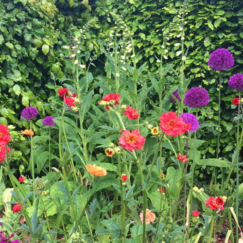 Front garden in June Snapdragon