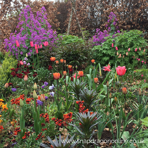 garden tulips