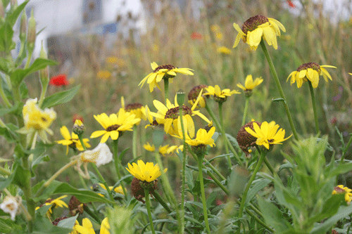 making a meadow