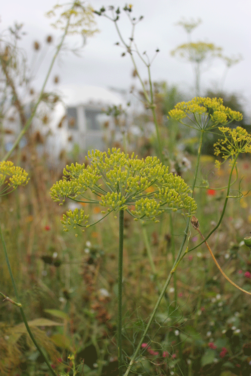 making a meadow