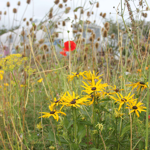 making a meadow