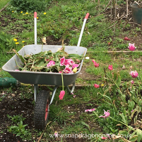 garden tulips