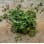 Sweet Cicely – Dried Plant Dye Material (Garden Harvested)