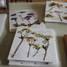 Studio Editions