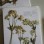 Herbarium pressed flower collection : For cyanotypes