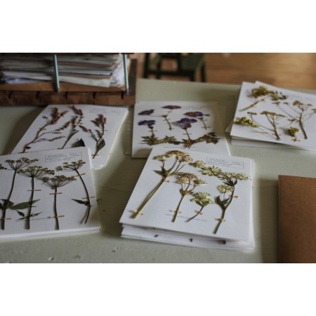 Herbarium pressed flower collection : For cyanotypes Herbarium pressed flower collection : For cyanotypes