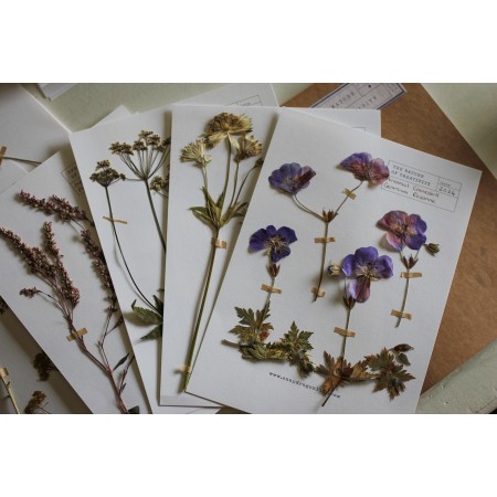 Herbarium pressed flower collection : For cyanotypes Herbarium pressed flower collection : For cyanotypes