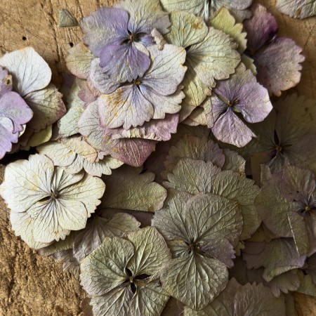 Pack of ten pressed hydrangea florets