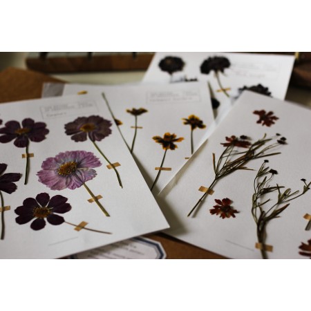 Herbarium Pressed Flower Collection : For Eco printing