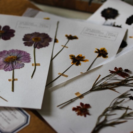 Herbarium Pressed Flower Collection : For Eco printing