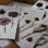 Herbarium Pressed Flower Collection : For Eco printing