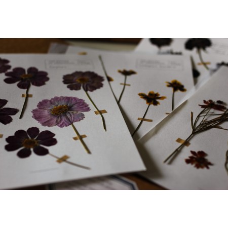 Herbarium Pressed Flower Collection : For Eco printing