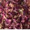 Organic Dried Rose Petals – Food Grade (Envelope Pack)