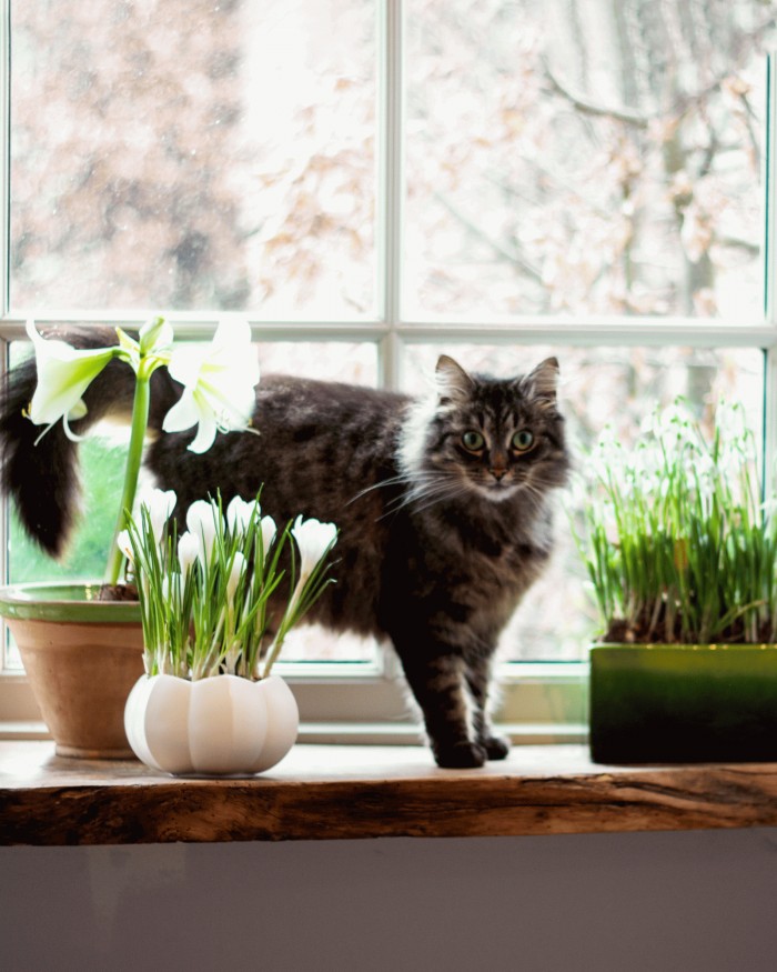 arranging spring bulbs