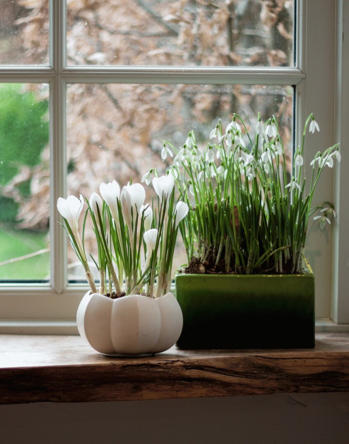 spring bulbs