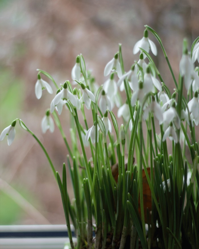 arranging spring bulbs