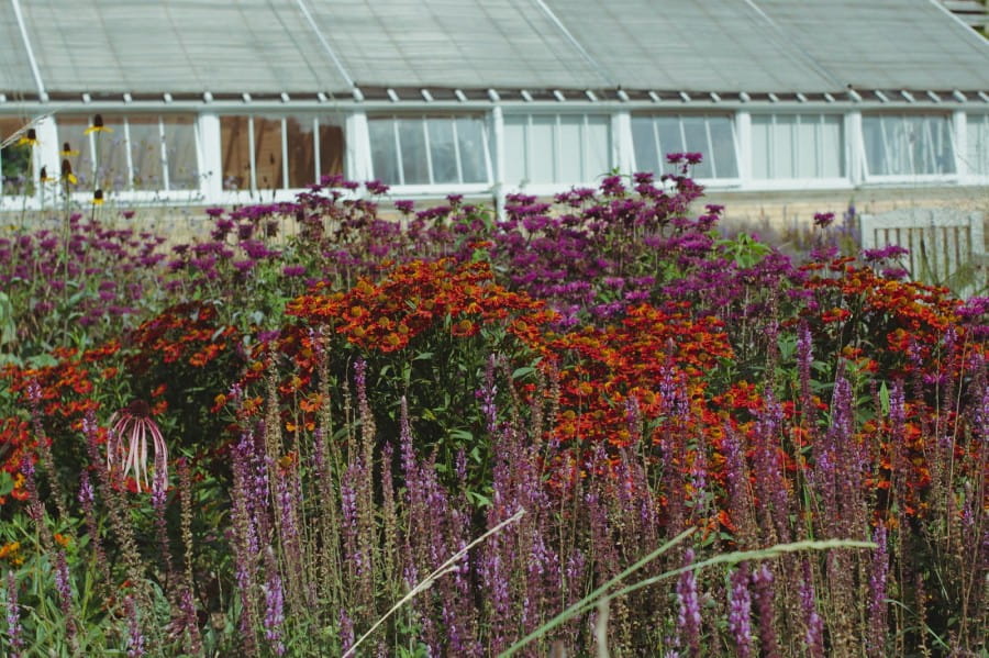 Scampston garden