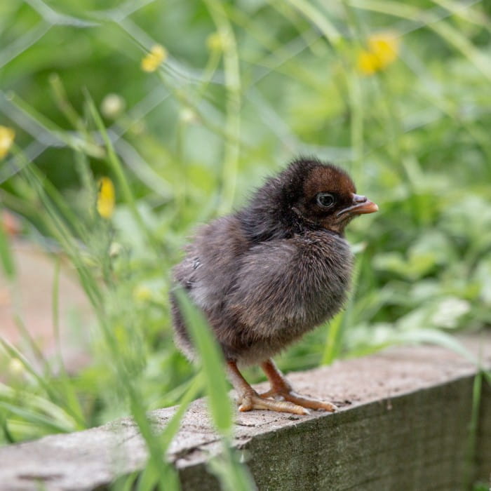 June in Snapdragon Studio Garden bantam chicks
