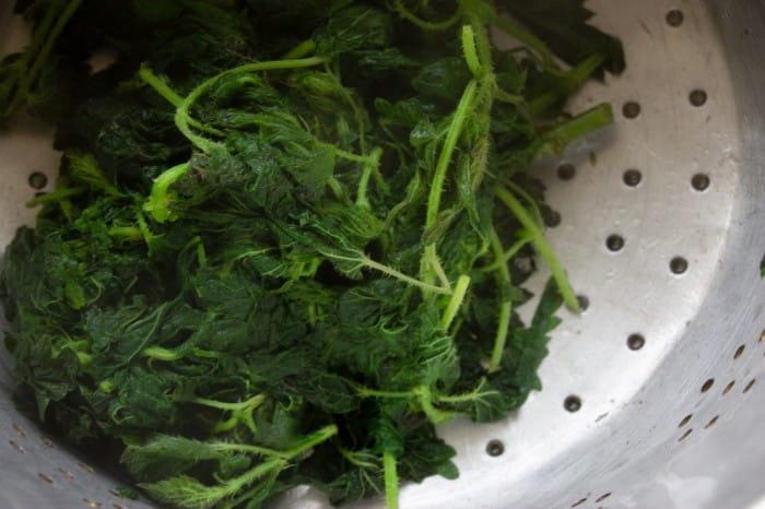 drained nettles