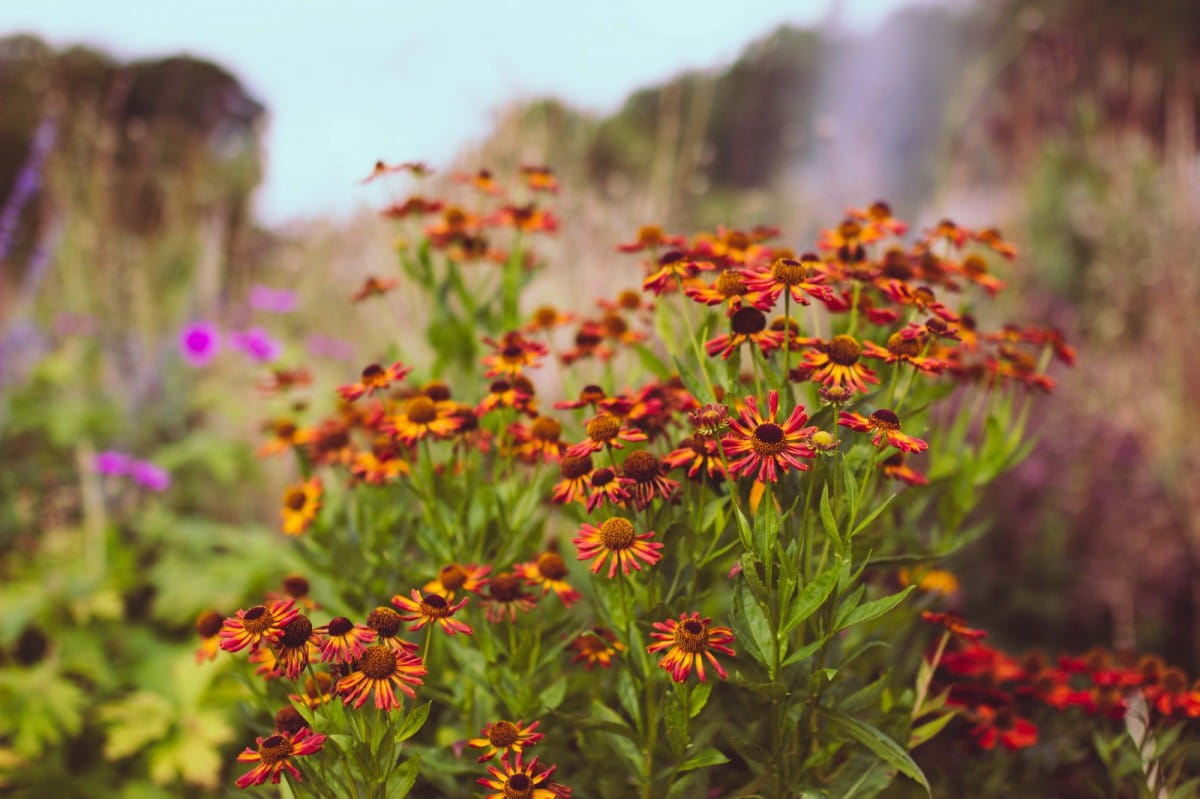 Heleniums ion Scampston garden