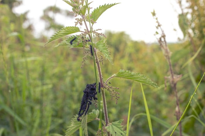 peacock butterfly caterpillars