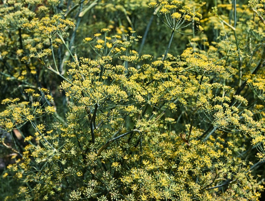 natural dyeing with fennel
