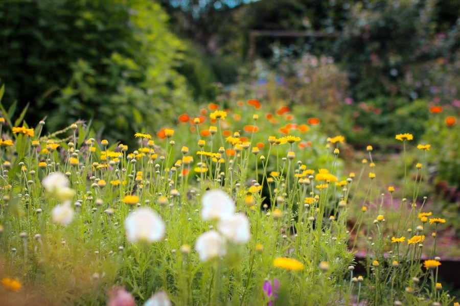 dyers chamomile in dye garden