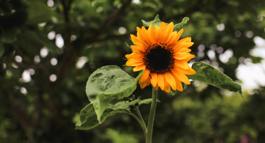 hopi sunflowers for dyeing textiles in scotland